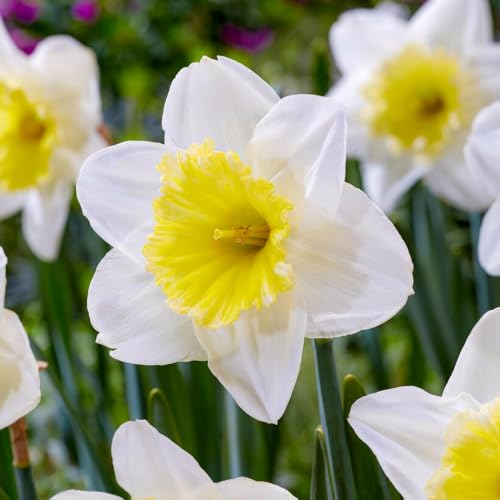 Bulbi Fiori Perenni da Esterno - 25 Bulbi di Narciso Ice Follies - Piante e fiori esclusivi dall'Olanda - Profumati - per giardino e vaso (non semi, non artificiali)