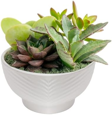 Costa Farms Live Succulents Garden, Assorted Plant Varieties in D...