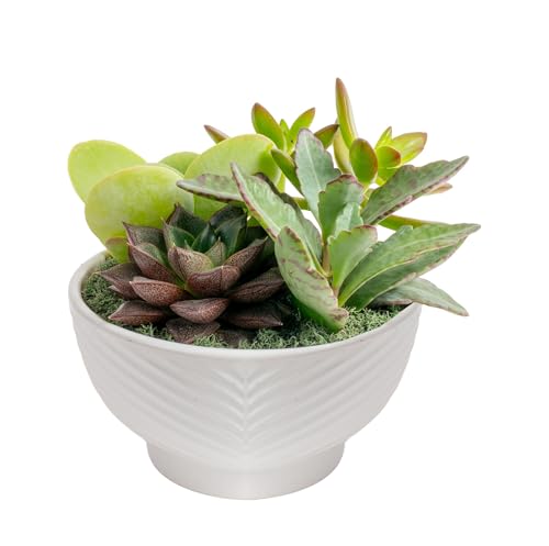 Costa Farms Live Succulents Garden, Assorted Plant Varieties in Decorative