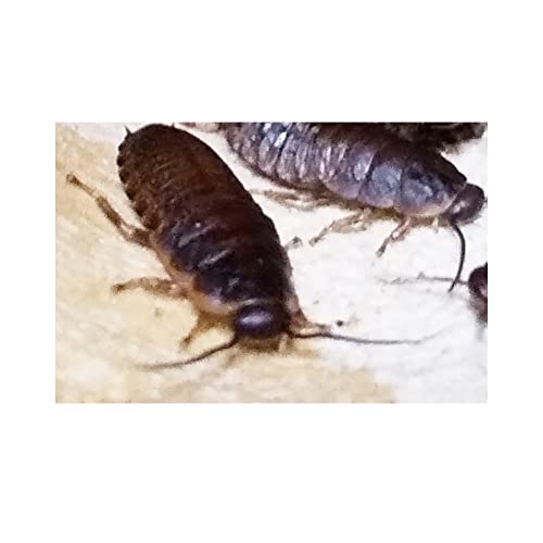 爬虫類 両生類用エサ ゴキブリの人気商品 通販 価格比較 価格 Com