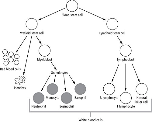 Childhood Leukemia: A Guide For Families, Friends & Caregivers #TOP3