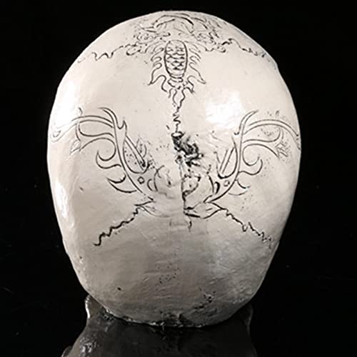 Modelos cráneo hueso humano réplica anatómica para decoración Halloween y estudio 7