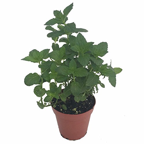 Kentucky Colonel Spearmint - Indoors/Out - Live Plant -3