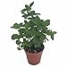 'Kentucky Colonel' Spearmint - Indoors/Out - 3" Pot -Great in Mint Juleps