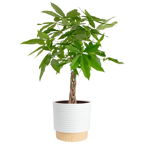 Costa Farms Money Tree Live Plant in Decorative Pot, Air