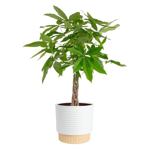 Live Money Tree Indoor Plant