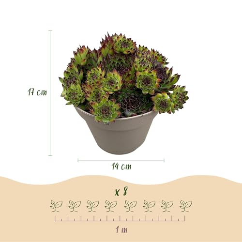 Sempervivum Big Sam x4 : plantes couvre-sol Ø14cm pour parterres et rocailles