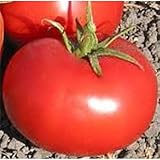 Old Virginia Tomato Seeds (40 Seeds) Seeds for Planting, Farm, Growing in Garden, Greenhouse, Vegetable, Fruit