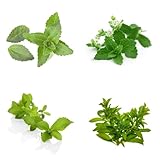 semillas de stevia en colombia Ideal para en y contenedores de patio o en lugares protegidos.Se ven impresionantes cuando se n en grupos junto a arbustos o entre grandes .