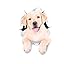3D Golden Retriever Wall Stickers 2-Pack - Realistic Dog Decals For Home Decor