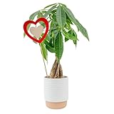 Costa Farms Money Tree Live Plant in Decorative Pot, Easy to Maintain, Air Purifying Braided Indoor Houseplant, Home, Room, or Office Decor, House Warming or Birthday Gift, 12-16 Inches Tall
