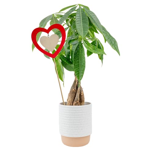 Costa Farms Money Tree Live Plant in Decorative Pot, Easy