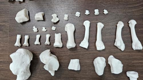 Image of Human Disarticulated Bone Set Skeleton Model | Life Size Premium Anatomy Perfect for Medical Students and Trainer