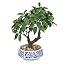 Green Ficus& Blue and White Pot