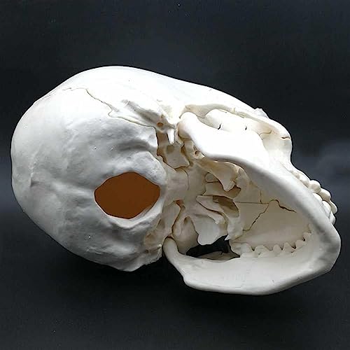 Modèle de crâne de taille réelle AMITD à os détachables - 8