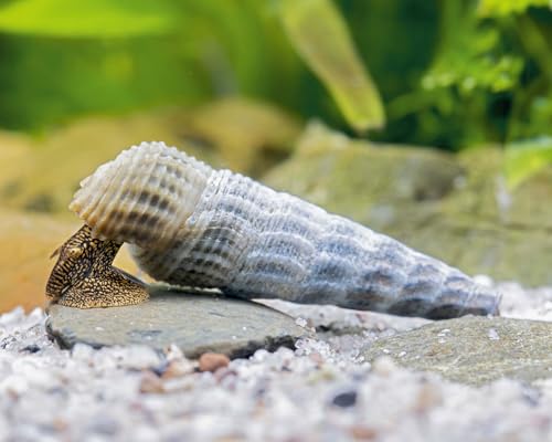 NatureHolic Himalaya Turmdeckelschnecke Tylomelania marwotoae Hymalayan Rabbit 3 Stück - Aquarium Schnecken lebend - effektive Algenfresser Schnecke - Natürliche Aquarien Reinigung