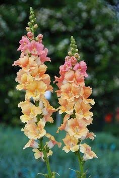 Mphmi Plant Antirrhinum, Snapdragon (Peach) - Plant Tail flower flamingo flower and lace leaf Plants (B08W4BS2J8) Amazon Price History, Amazon Price Tracker