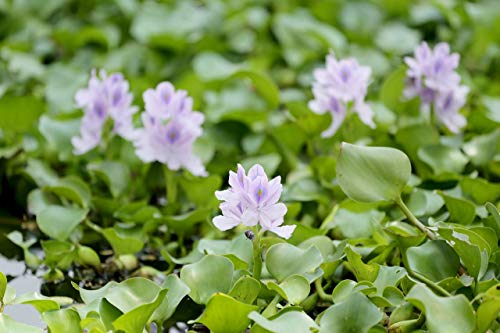 Water Hyacinth Floating Pond Plant - Pond Flower - Koi Pond Plants (8) (Read Description! WE CAN NOT Ship to Some States)