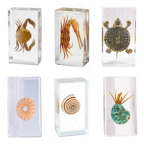 Image of Taxidermy Turtle Crab Snail Conch, Sea Oceans Animals Specimen in Resin for Closer-Look & Study, Novelty Fun & Educational for Science Classroom Specimens, Home Office Decor Gift (2.9x1.6x0.9-inch)