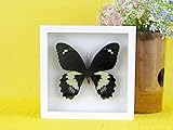 Double verre 17 x 17 x 4 cm asiahouse24 Un véritable papillon exotique préparé Yellow Mormon – dans un cadre photo blanc, vitrine, entomologie, taxidermie.