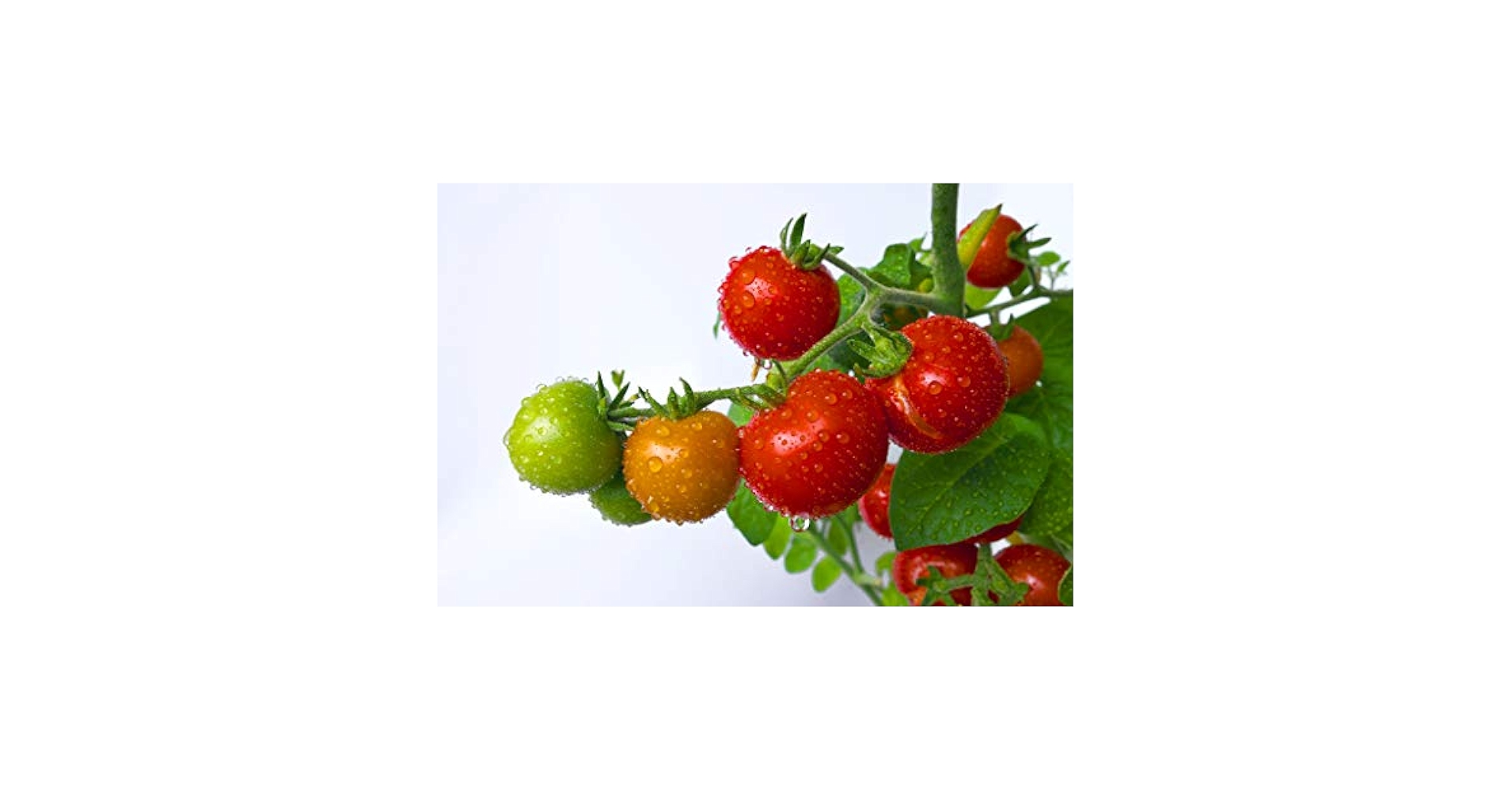 Amazon.com : Tumbling Tom Red - Tomato Seeds : Tomato Plants