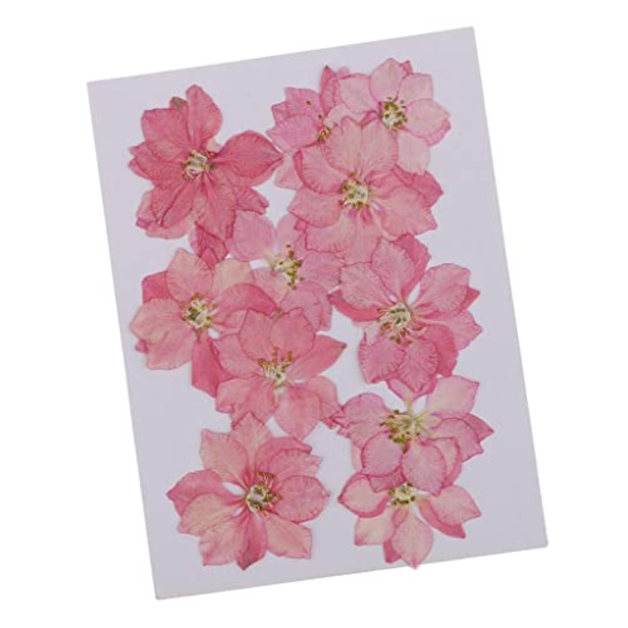 Pressed Flowers Dried Larkspur Real Pressed Dried Flowers DIY