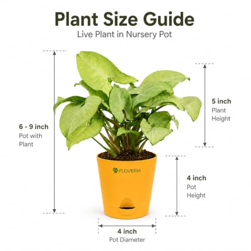 Image of Syngonium White Plant Live Indoor Plant with Pot, Air Purifying Houseplant for Home Decor, Low Maintenance Indoor Plants for Home, Live Plants with Pots, Office Desk Plant