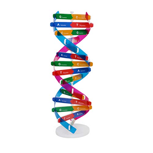 Toyvian DNA Models Double Helix Model Science Instrumento educativo de enseñanza para niños