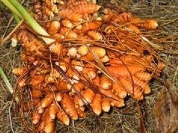 Plantogallery® Turmeric (Haldi) Organic Seeds (B09H4B4DFX) Amazon Price History, Amazon Price Tracker