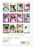 Flora Canidae - der Hunde-Blühpflanzen-Kalender (Wandkalender 2026 DIN A4 hoch), CALVENDO Monatskalender: Hunde und blühende Pflanzen streicheln die Seel, sie machen glücklich! (CALVENDO Tiere)