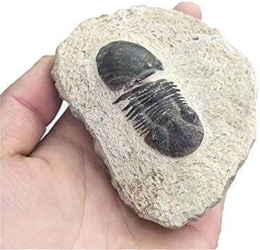 1pc Wholesale Natural Rough Animal Fossils Remote Antiquity Calymene Trilobite Fossils for Decorative