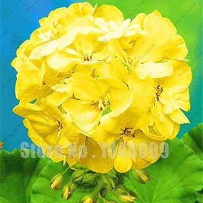 Sump Fresh 100 piezas de semillas de geranio para plantar amarillo