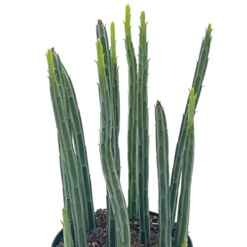 Kleinia Stapeliiformis E.phillips Stapf, Pickle Cactus, Candle Stick Cactus, Inch Worm, Spider Plant, Trailing Jade #TOP4