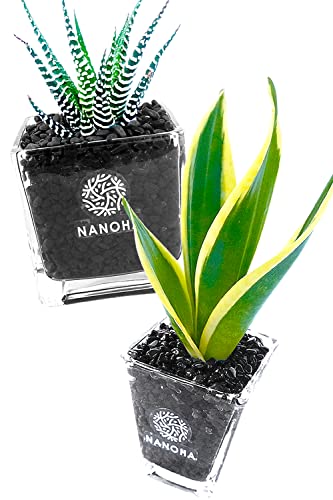 TXxA \̊iAj 2_Zbg  yĂ炸qI ϗtA  { CeA ܂ nChJ`[ ͔|