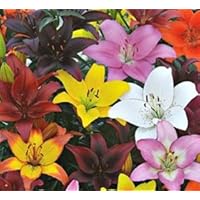 (3) Gorgeous Mixed Asiatic Lily Bulbs Flowering Perennial Year After Year