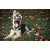 SPJOY verf op nummer gepersonaliseerde foto schilderij op nummer dier hond duitse herder 16X20inch