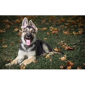 SPJOY verf op nummer gepersonaliseerde foto schilderij op nummer dier hond duitse herder 16X20inch