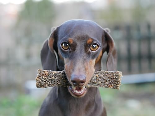 mascota vital - Trockenfleisch für Hunde – 100% natürlich & schonend getrocknet – Ohne Zusatzstoffe – Leicht verdaulich – Weicher Kausnack für Welpen, Senioren & Sensible Hunde (Wildschwein, 100g)