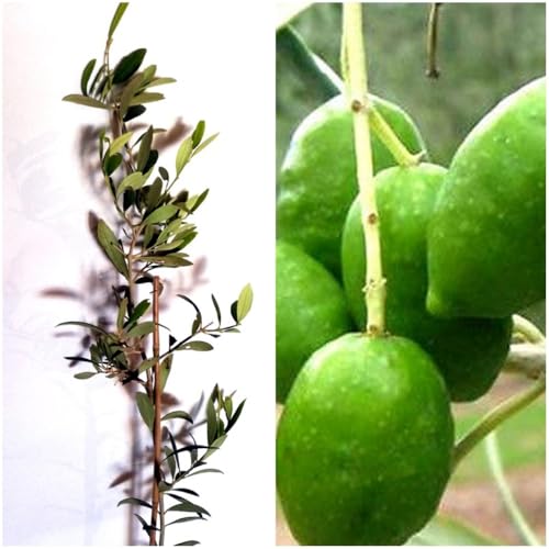 Árbol Olivo Picual, 80-100 cm. Olea europaea. Variedad productiva, con aceitunas para aceite de oliva. Segura Garden.