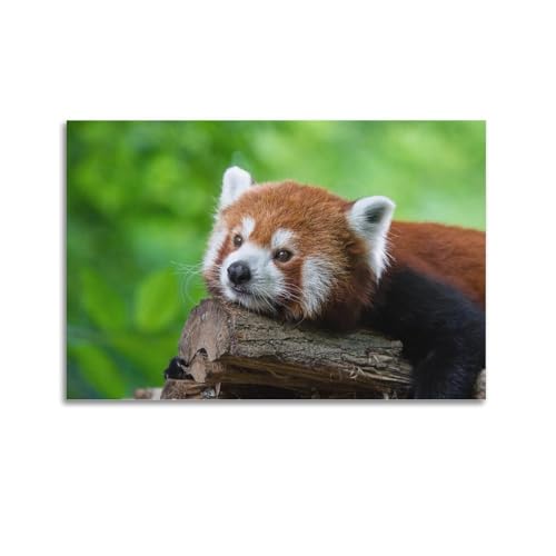 JIDUHON Stampa artistica da parete moderna su tela con panda rosso che riposa tra i rami, 30 x 45 cm, senza cornice