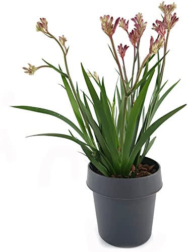 Känguruhpfötchen - Anigozanthos - pflegeleichte Zimmerpflanze - für warme Monate Terrasse/Balkon möglich - Kangaroo Paw australiens Schönheit für zu Hause (pink)