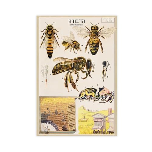 Poster anatomie de l'abeille pour habiller un mur vide toile rétro chic