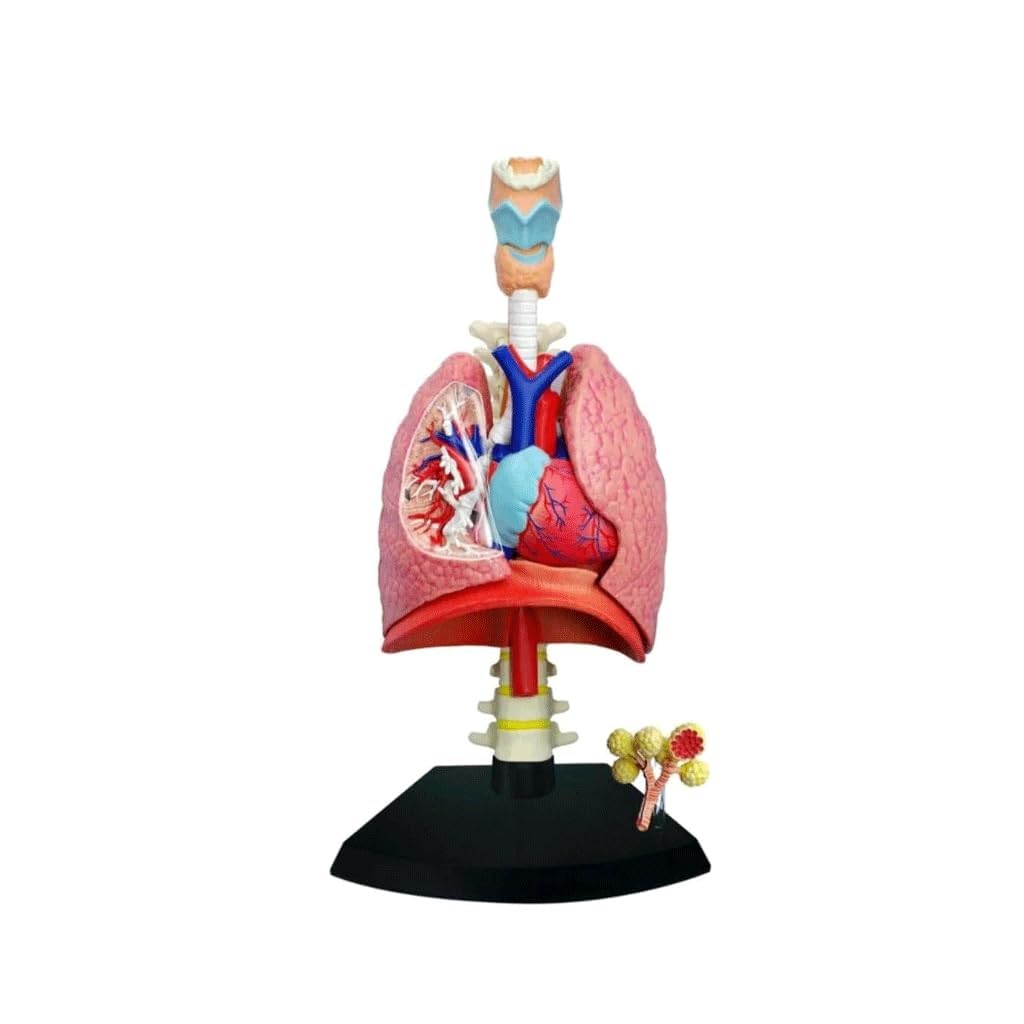 YNIYUJKL Human Lung Respiratory System Model Of 21 Removable Parts, 4D Heart And Lung Model Anatomical For Science & Technology Teaching