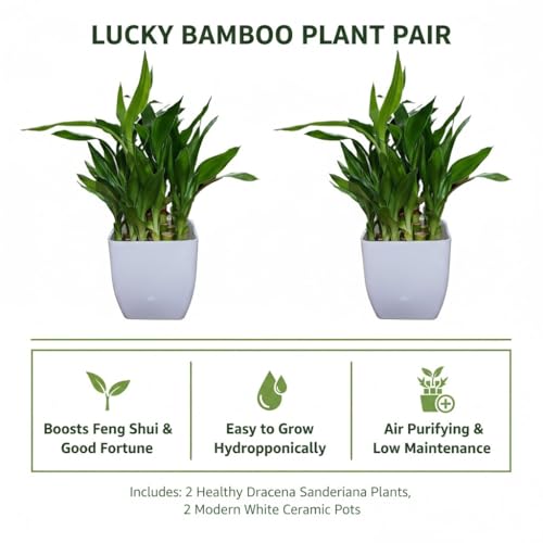 Image of Sugram 2 Layer Lucky Bamboo Feng Shui Plant With 3 inch White Square Pot | indoor for living room, Desk, Table Corner, Office (2 Plant with 3 inchInch White Pot)