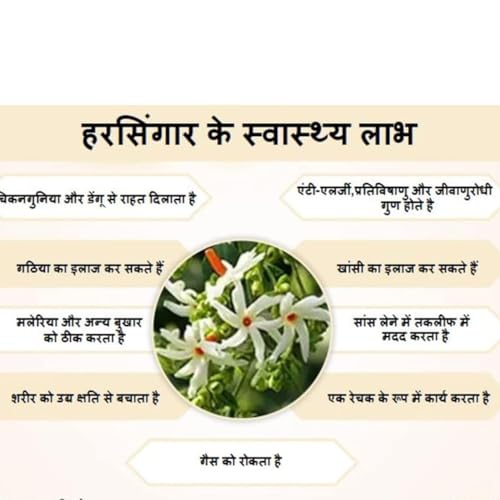 Image of GROWHEAVEN Indoor Outdoor Live Flowring Harsingar Parijat Plant With Medicinal Health And Bloomig Quailty With Plastic Pot Home & Garden Decore (HARSINGAR FLOWER PLANT)