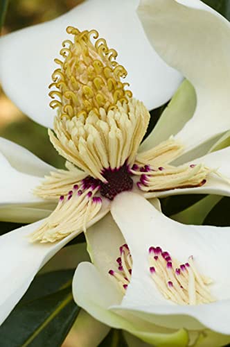 Gro From Southern Magnolia Seeds For Planting (Magnolia Grandiflora) Dwarf Tree 20+ #TOP4