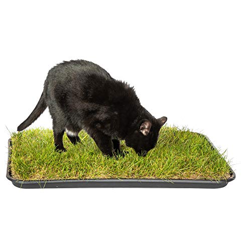 pille gartenwelt Katzengras Katzenwiese Hundewiese echter Rasen ca 60x40 cm inkl Kunststoffschale