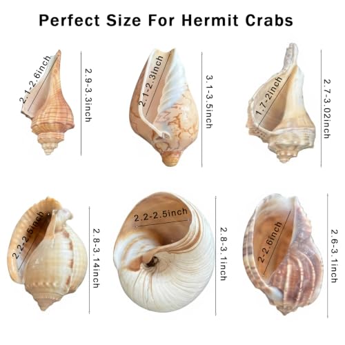 Image of 6PCS Hermit Crab Shells Medium to Large, Natural Sea Conch 2.5 inch-3.5 inch, Opening Size 1.5 inch - 2.7 inch | Growth Turbo Shells Hermit Crab Small Medium Large, Saltwater Hermit Crab Accessories