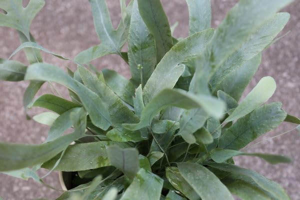 Amazon｜観葉植物 シダ植物 フレボディウム ブルースター 5号サイズ