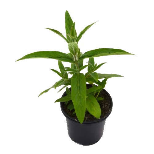 Epilobio Epilobium...